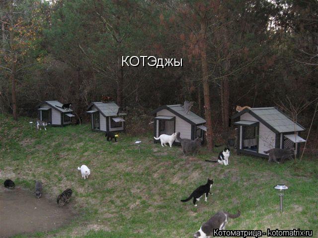 КОТЭджы... Котоматрица: КОТЭджы