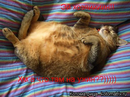 Хм,а что там на ужин??))))) Эй хозяиииин!!... Котоматрица: Хм,а что там на ужин??))))) Эй хозяиииин!!