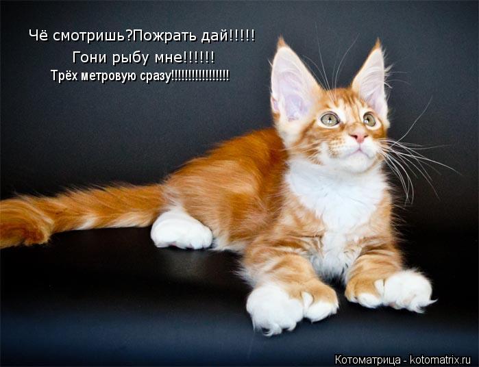 Чё смотришь? Чё смотришь?Пожрать дай!!!!! Гони рыбу мне!!!!!! Трёх метровую сразу!!!!!!!!!!!!!!!!!... Котоматрица: Чё смотришь? Чё смотришь?Пожрать дай!!!!! Гони рыбу мне!!!!!! Трёх метровую сразу!!!!!!!!!!!!!!!!!