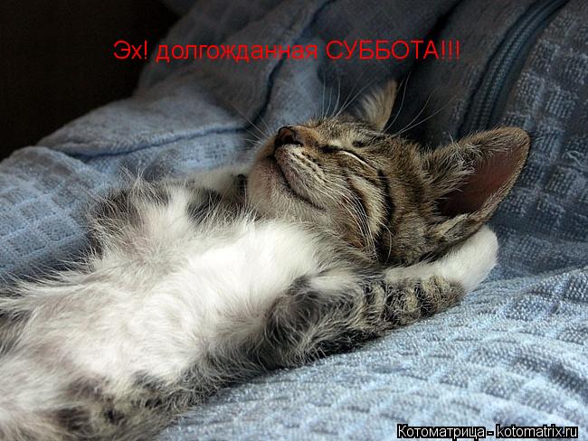 Эх! долгожданная СУББОТА!!!... Котоматрица: Эх! долгожданная СУББОТА!!!
