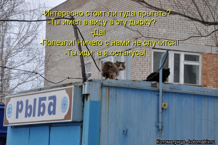 -Интересно стоит ли туда прыгать? -Ты имел в виду в эту дырку? -Да! -Полезли! Ничего с нами не случит... Котоматрица: -Интересно стоит ли туда прыгать? -Ты имел в виду в эту дырку? -Да! -Полезли! Ничего с нами не случится! -Ты иди, а я останусь!