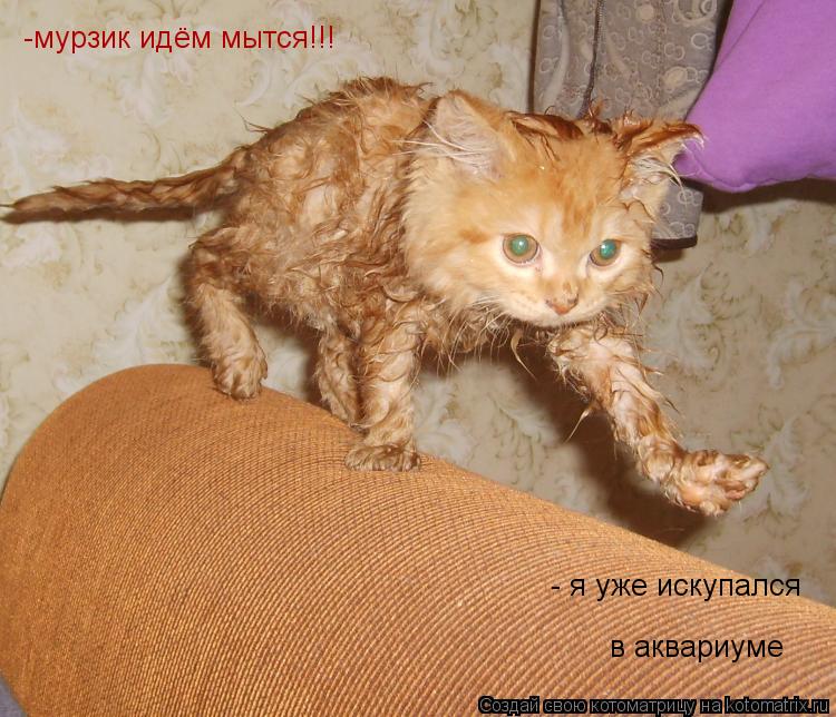 -мурзик идём мытся!!! - я уже искупался в аквариуме... Котоматрица: -мурзик идём мытся!!! - я уже искупался в аквариуме