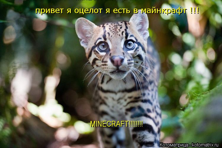 привет я оцелот я есть в майнкрафт !!! MINECRAFT!!!!!!!! MINECRAFT!!!!!!!!... Котоматрица: привет я оцелот я есть в майнкрафт !!! MINECRAFT!!!!!!!! MINECRAFT!!!!!!!!