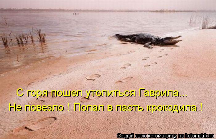 С горя пошел утопиться Гаврила... Не повезло ! Попал в пасть крокодила !... Котоматрица: С горя пошел утопиться Гаврила... Не повезло ! Попал в пасть крокодила !