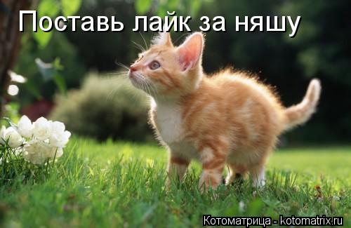 Котоматрица: Поставь лайк за няшу