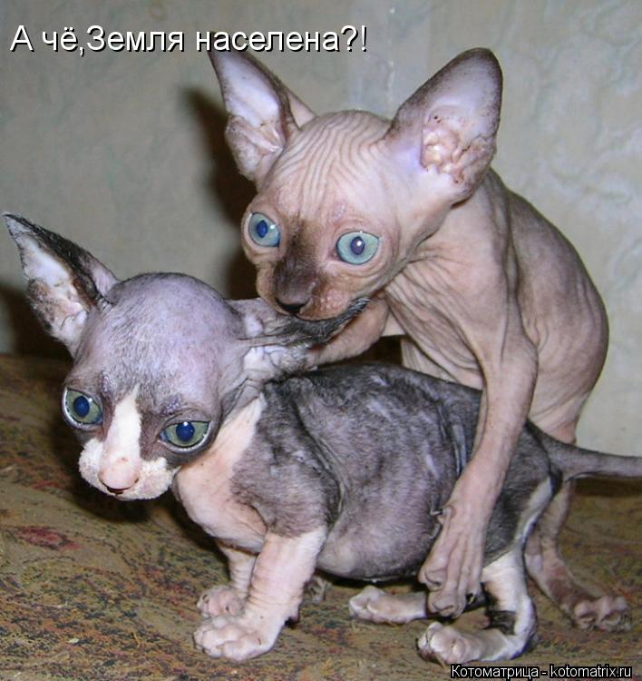 А чё,Земля населена?!... Котоматрица: А чё,Земля населена?!
