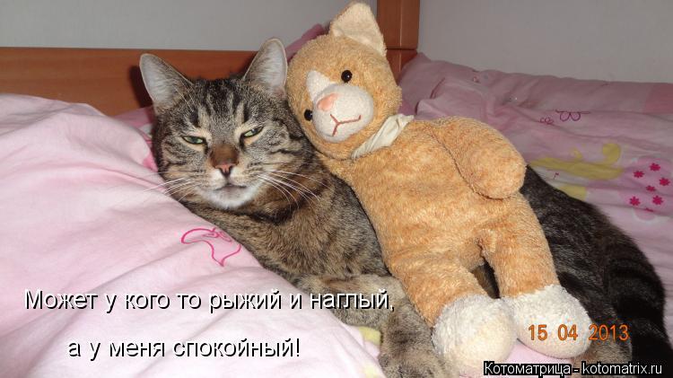 Может у кого то рыжий и наглый, а у меня спокойный!... Котоматрица: Может у кого то рыжий и наглый, а у меня спокойный!