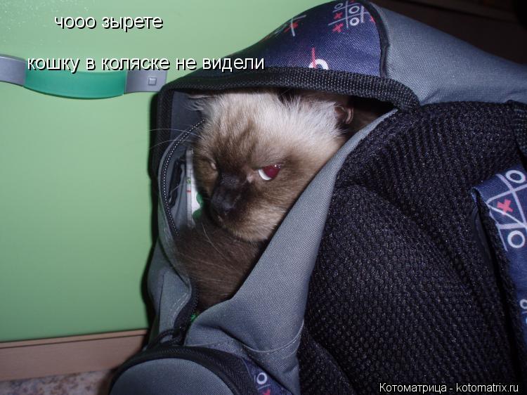 чооо зырете кошку в коляске не видели... Котоматрица: чооо зырете кошку в коляске не видели