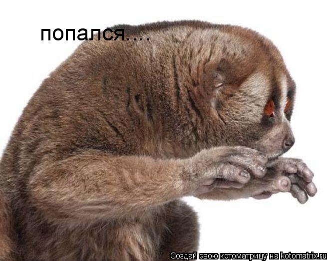 попался....... Котоматрица: попался....