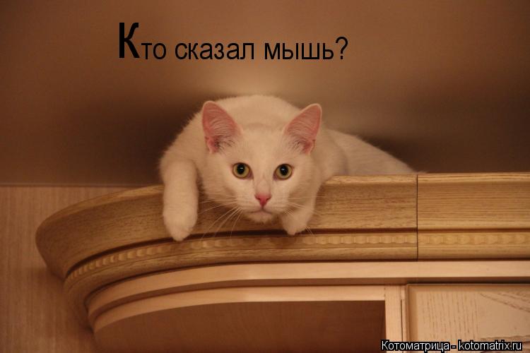 к то сказал мышь?... Котоматрица: к то сказал мышь?