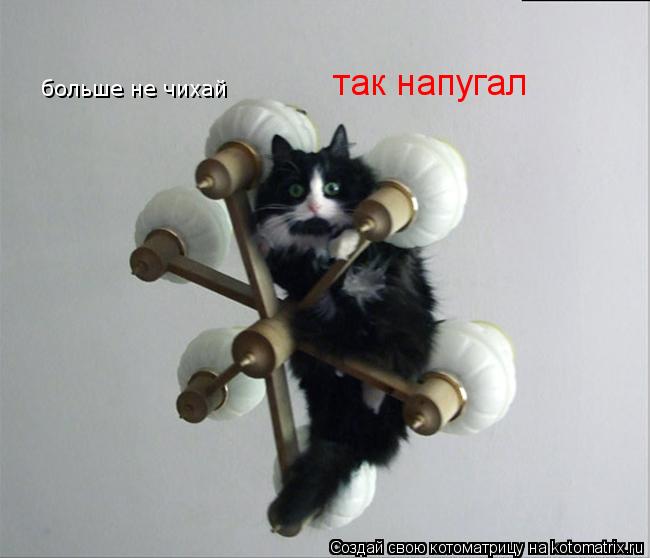 больше не чихай так напугал... Котоматрица: больше не чихай так напугал