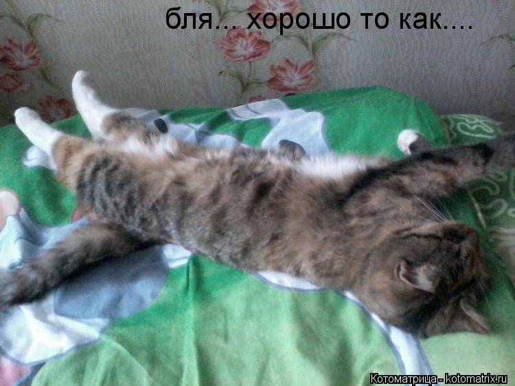 бля... хорошо то как....... Котоматрица: бля... хорошо то как....