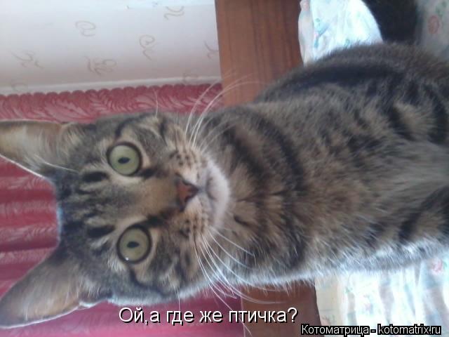Ой,а где же птичка?... Котоматрица: Ой,а где же птичка?