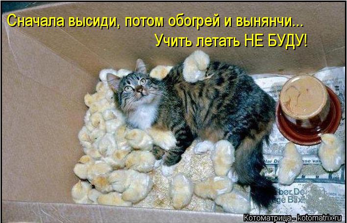 Сначала высиди, потом обогрей и вынянчи... Учить летать НЕ БУДУ!... Котоматрица: Сначала высиди, потом обогрей и вынянчи... Учить летать НЕ БУДУ!