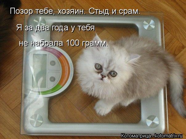 Позор тебе, хозяин. Стыд и срам. Я за два года у тебя не набрала 100 грамм.... Котоматрица: Позор тебе, хозяин. Стыд и срам. Я за два года у тебя не набрала 100 грамм.