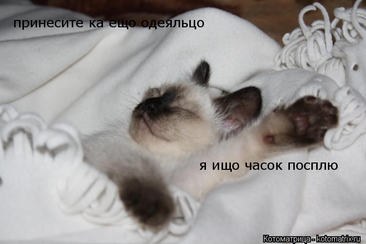 принесите ка ещо одеяльцо я ищо часок посплю... Котоматрица: принесите ка ещо одеяльцо я ищо часок посплю