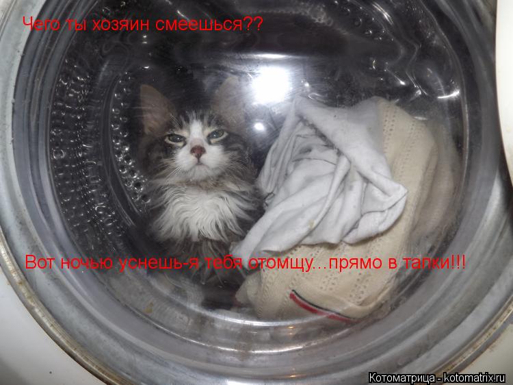 Чего ты хозяин смеешься?? Вот ночью уснешь-я тебя отомщу...прямо в тапки!!!... Котоматрица: Чего ты хозяин смеешься?? Вот ночью уснешь-я тебя отомщу...прямо в тапки!!!