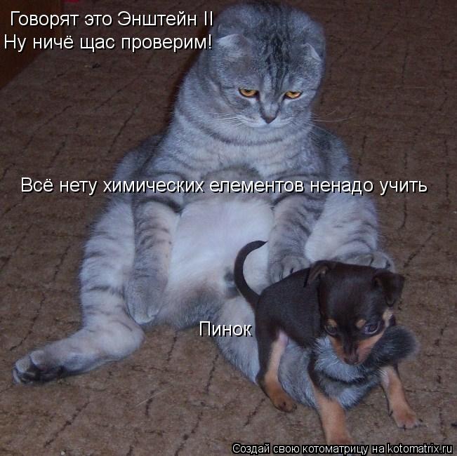 Говорят это Энштейн II Ну ничё щас проверим! Пинок Всё нету химических елементов ненадо учить... Котоматрица: Говорят это Энштейн II Ну ничё щас проверим! Пинок Всё нету химических елементов ненадо учить