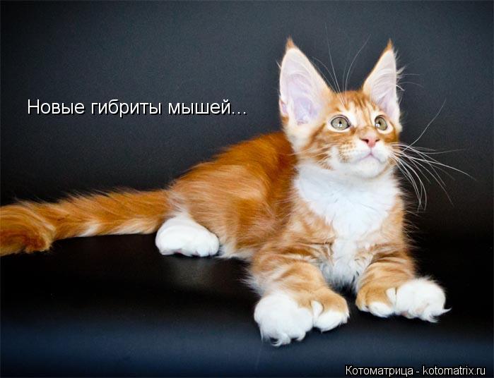 Новые гибриты мышей...... Котоматрица: Новые гибриты мышей...