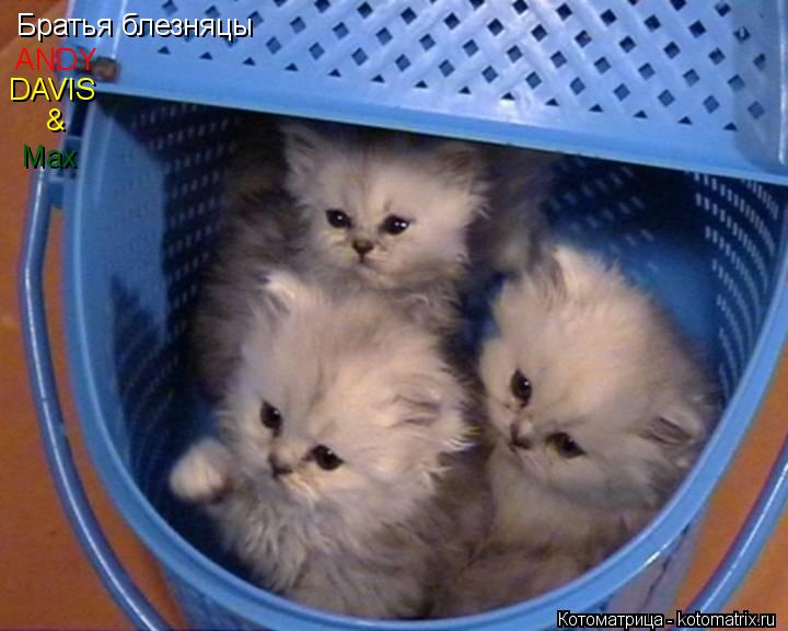 Братья блезняцы ANDY DAVIS & Max... Котоматрица: Братья блезняцы ANDY DAVIS & Max
