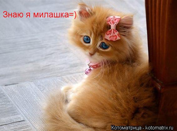 Знаю я милашка=)... Котоматрица: Знаю я милашка=)