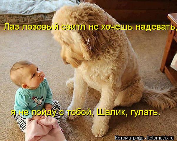 Лаз лозовый свитл не хочешь надевать, я не пойду с тобой, Шалик, гулать.... Котоматрица: Лаз лозовый свитл не хочешь надевать, я не пойду с тобой, Шалик, гулать.