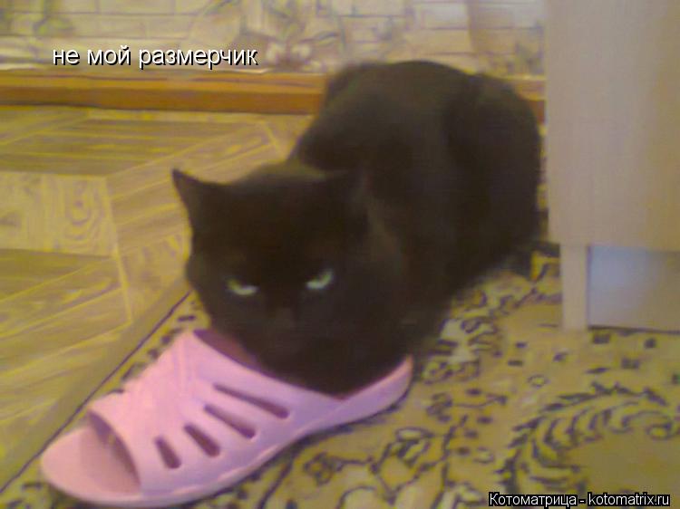 не мой размерчик... Котоматрица: не мой размерчик