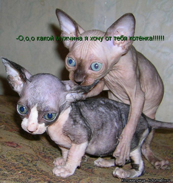 -О,о,о какой мужчина я хочу от тебя котёнка!!!!!!... Котоматрица: -О,о,о какой мужчина я хочу от тебя котёнка!!!!!!