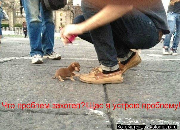 Что проблем захотел?!Щас я устрою проблему!... Котоматрица: Что проблем захотел?!Щас я устрою проблему!