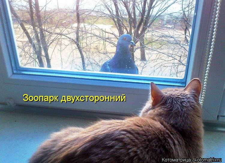 Зоопарк двухсторонний... Котоматрица: Зоопарк двухсторонний