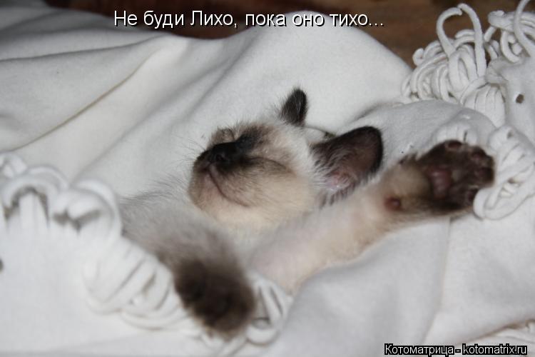Не буди Лихо, пока оно тихо...... Котоматрица: Не буди Лихо, пока оно тихо...