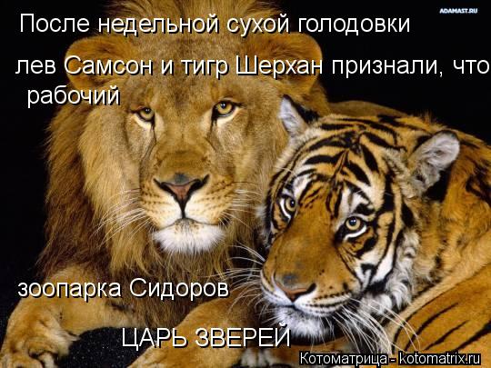 Котоматрица: После недельной сухой голодовки  лев Самсон и тигр Шерхан признали, что рабочий   рабочий  зоопарка Сидоров ЦАРЬ ЗВЕРЕЙ