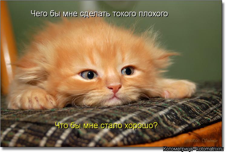 Чего бы мне сделать токого плохого Что бы мне стало хорошо?... Котоматрица: Чего бы мне сделать токого плохого Что бы мне стало хорошо?