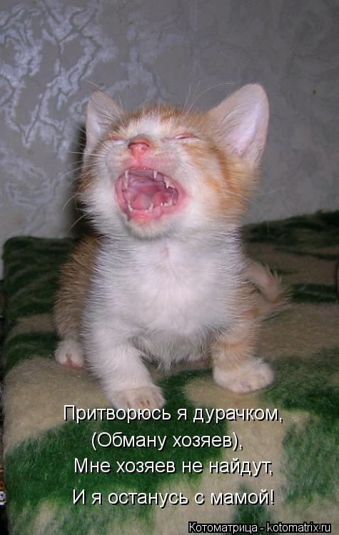 Притворюсь я дурачком, Мне хозяев не найдут, (Обману хозяев), И я останусь с мамой!... Котоматрица: Притворюсь я дурачком, Мне хозяев не найдут, (Обману хозяев), И я останусь с мамой!