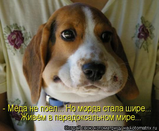 - Мёда не поел... Но морда стала шире... Живём в парадоксальном мире...... Котоматрица: - Мёда не поел... Но морда стала шире... Живём в парадоксальном мире...