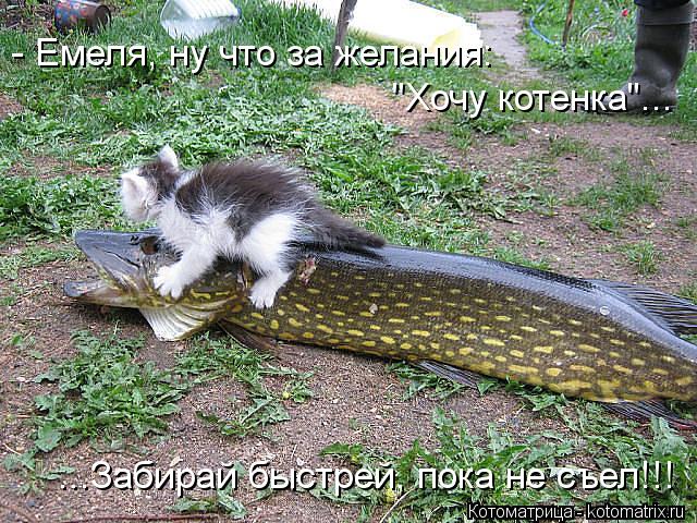- Емеля, ну что за желания: "Хочу котенка"... ...Забирай быстрей, пока не съел!!!... Котоматрица: - Емеля, ну что за желания: "Хочу котенка"... ...Забирай быстрей, пока не съел!!!