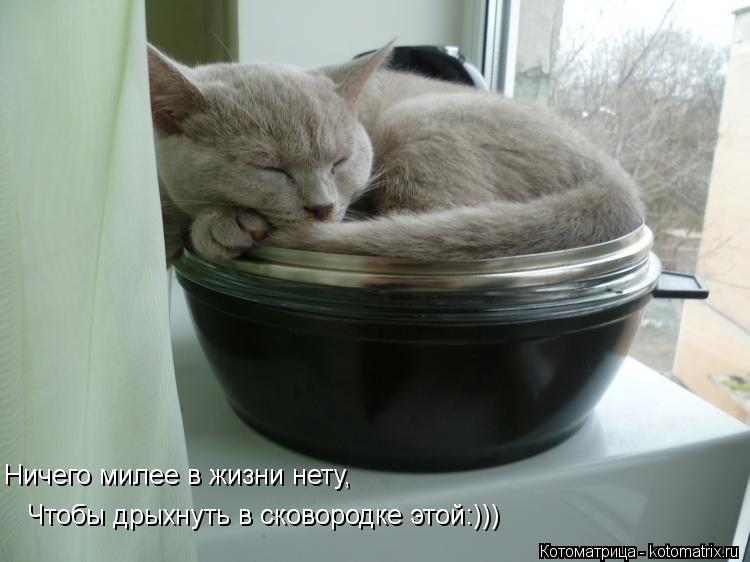 Ничего милее в жизни нету, Чтобы дрыхнуть в сковородке этой:)))... Котоматрица: Ничего милее в жизни нету, Чтобы дрыхнуть в сковородке этой:)))