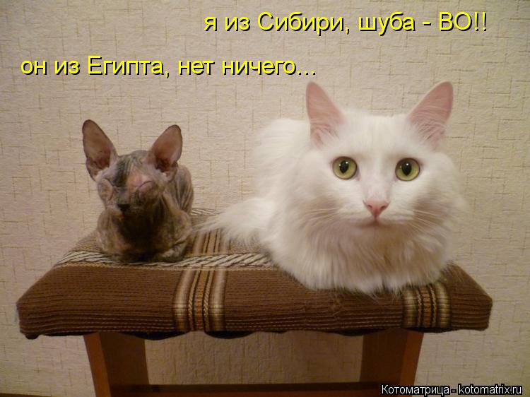 я из Сибири, шуба - ВО!! он из Египта, нет ничего...... Котоматрица: я из Сибири, шуба - ВО!! он из Египта, нет ничего...