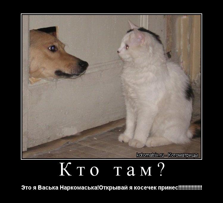 Кто там? Это я Васька Наркомаська!Открывай я косечек принес!!!!!!!!!!!!!!!!... Котоматрица: Кто там? Это я Васька Наркомаська!Открывай я косечек принес!!!!!!!!!!!!!!!!