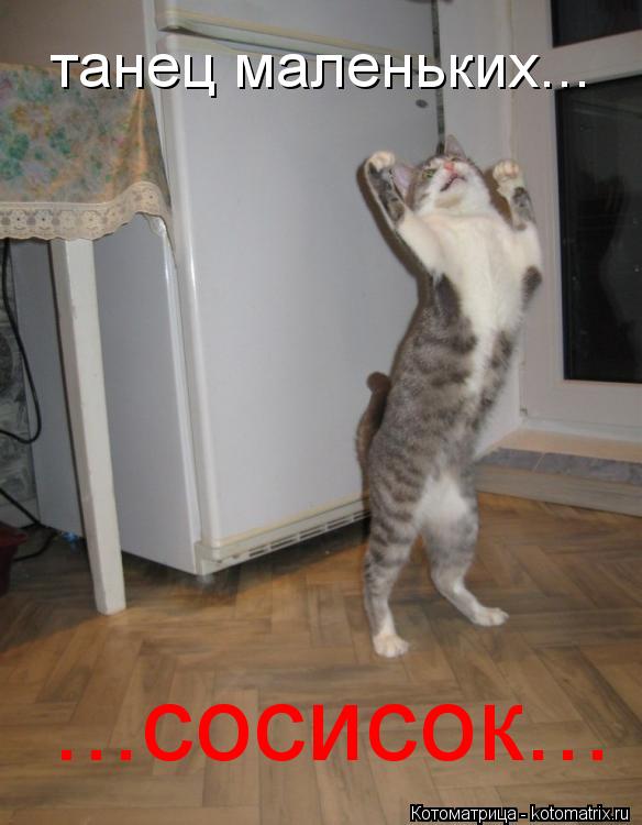танец маленьких... ...сосисок...... Котоматрица: танец маленьких... ...сосисок...