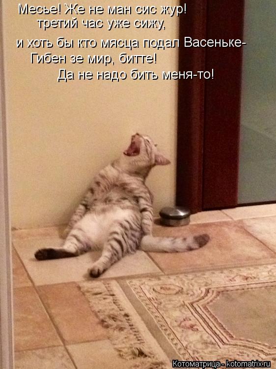 Котоматрица: Месье! Же не ман сис жур! третий час уже сижу,  и хоть бы кто мясца подал Васеньке- Гибен зе мир, битте! Да не надо бить меня-то!