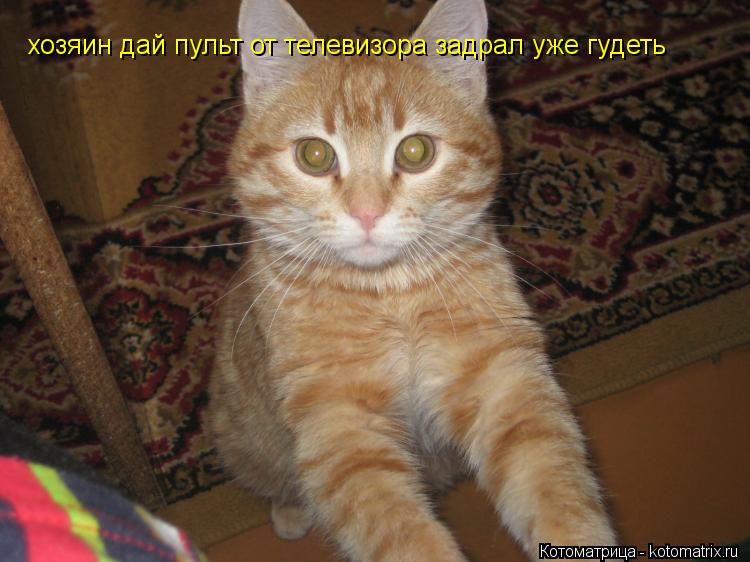 хозяин дай пульт от телевизора задрал уже гудеть... Котоматрица: хозяин дай пульт от телевизора задрал уже гудеть