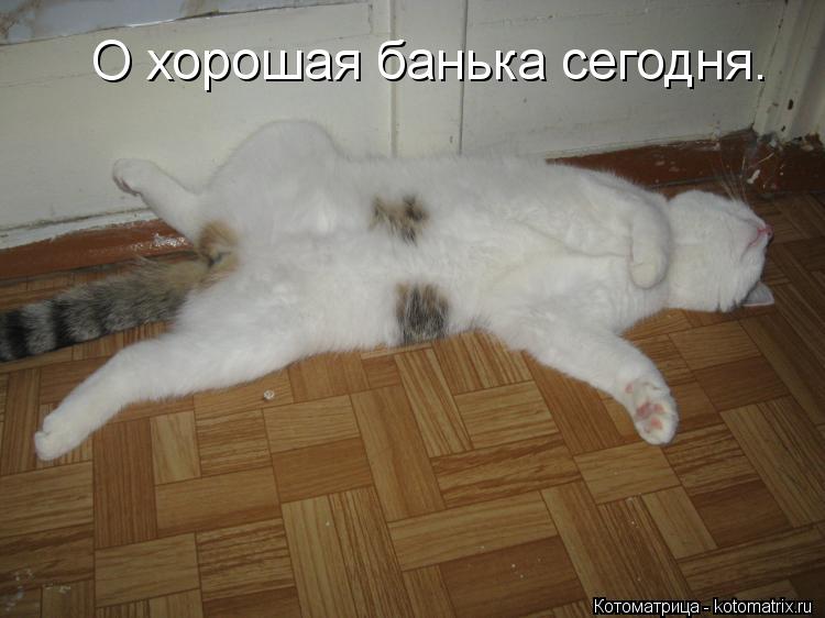 О хорошая банька сегодня.... Котоматрица: О хорошая банька сегодня.