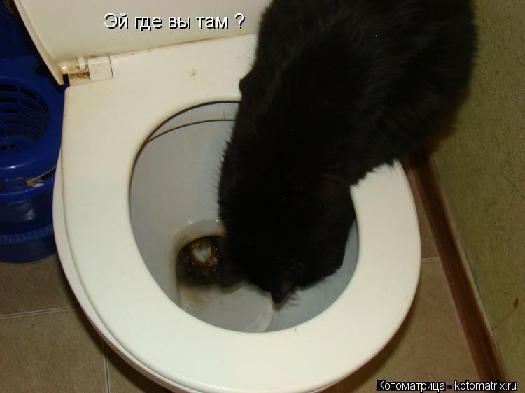 Эй где вы там ?... Котоматрица: Эй где вы там ?