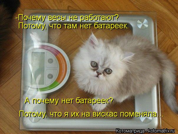-Почему весы не работают? Потому, что там нет батареек. А почему нет батареек? Потому, что я их на ... Котоматрица: -Почему весы не работают? Потому, что там нет батареек. А почему нет батареек? Потому, что я их на вискас поменяла...
