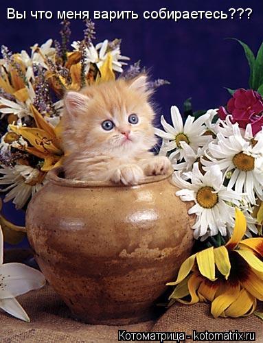 Вы что меня варить собираетесь???... Котоматрица: Вы что меня варить собираетесь???