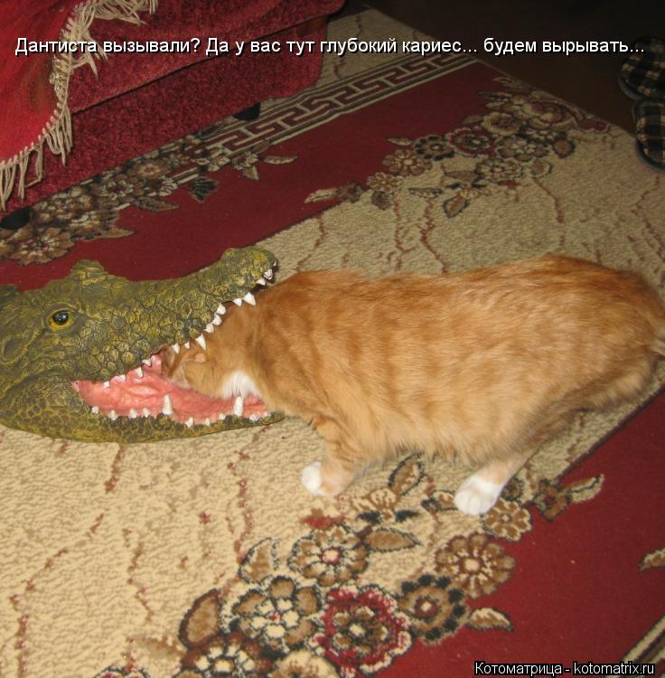 Дантиста вызывали? Да у вас тут глубокий кариес... будем вырывать...... Котоматрица: Дантиста вызывали? Да у вас тут глубокий кариес... будем вырывать...