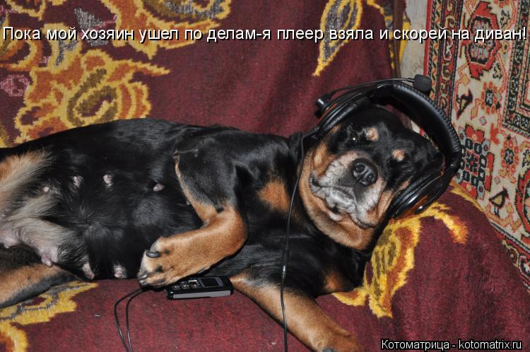Пока мой хозяин ушел по делам-я плеер взяла и скорей на диван!... Котоматрица: Пока мой хозяин ушел по делам-я плеер взяла и скорей на диван!