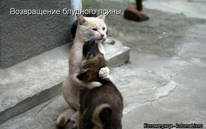 Возвращение блудного псины Возвращение блудного псины... Котоматрица: Возвращение блудного псины Возвращение блудного псины
