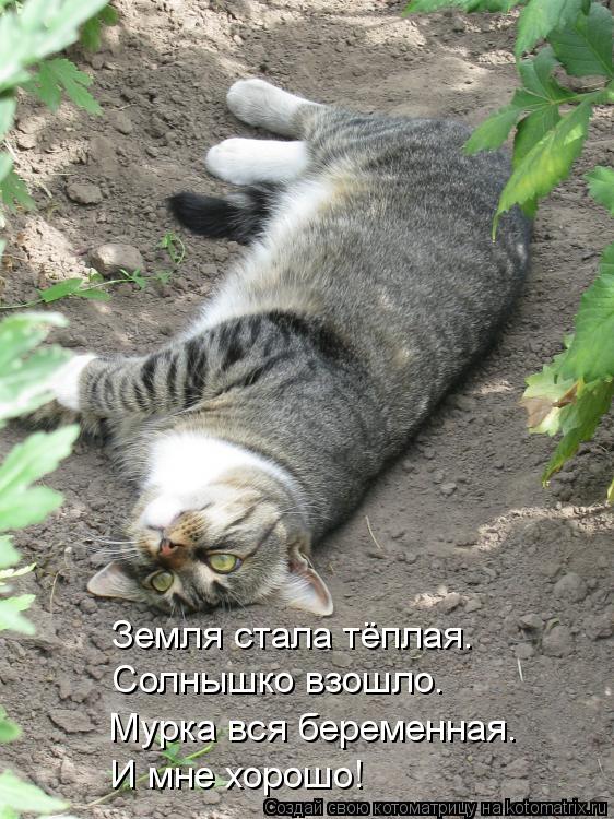 Земля стала тёплая. Солнышко взошло. Мурка вся беременная. И мне хорошо!... Котоматрица: Земля стала тёплая. Солнышко взошло. Мурка вся беременная. И мне хорошо!